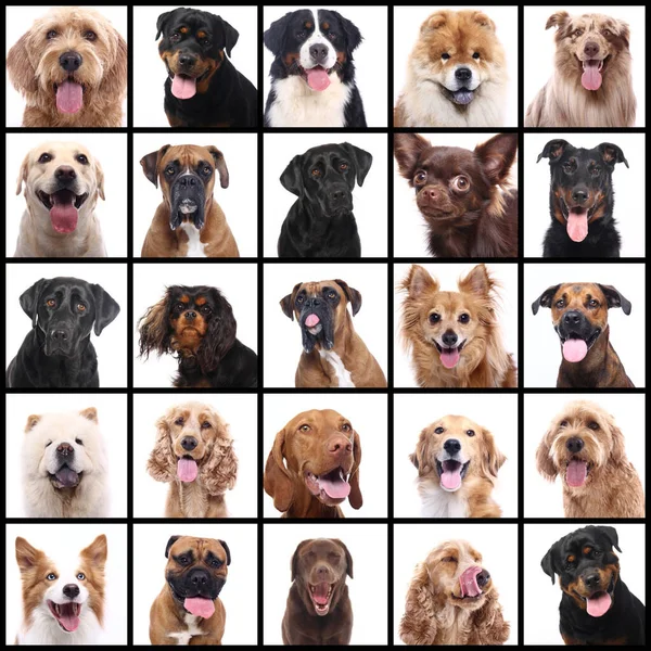 Bir grup güzel ticari mutlu evcil hayvan birlikte.