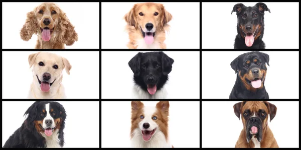 Grupo de belos animais de estimação felizes comerciais juntos — Fotografia de Stock