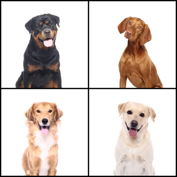 Group of beautiful commercial happy pets together — Stock Photo, Image