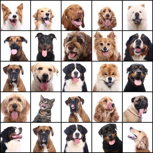 Bir grup güzel ticari mutlu evcil hayvan birlikte.