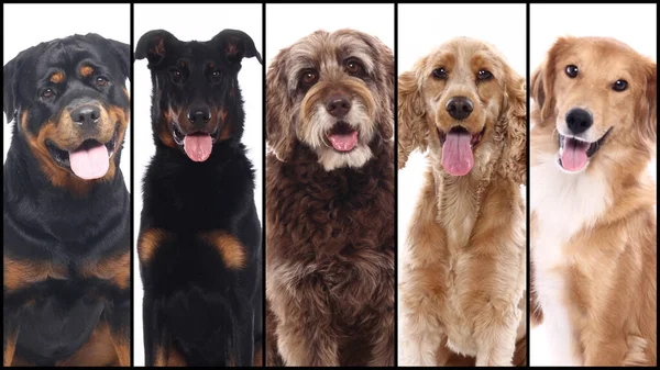 Grupo de hermosas mascotas felices comerciales juntos — Foto de Stock