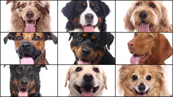 Grupo de hermosas mascotas felices comerciales juntos —  Fotos de Stock