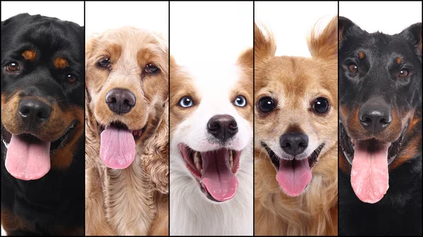 Grupo de hermosas mascotas felices comerciales juntos — Foto de Stock