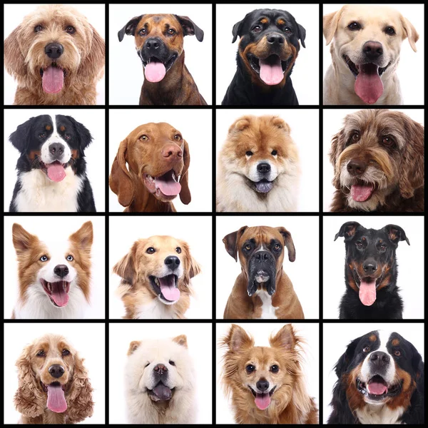 Bir grup güzel ticari mutlu evcil hayvan birlikte.