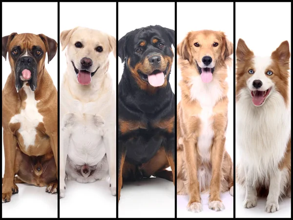 Grupo de belos animais de estimação felizes comerciais juntos — Fotografia de Stock