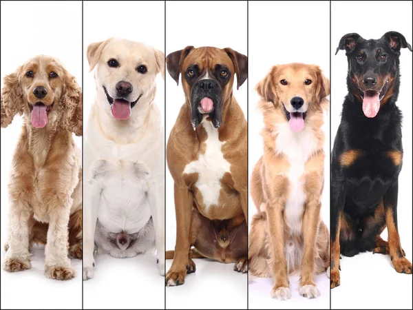 Grupo de belos animais de estimação felizes comerciais juntos — Fotografia de Stock