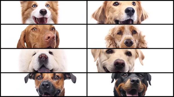 Grupo de hermosas mascotas felices comerciales juntos — Foto de Stock