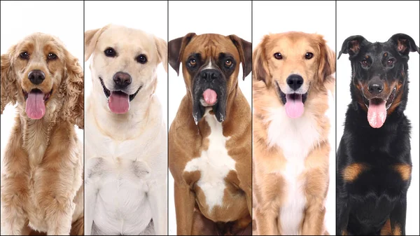 Grupo de hermosas mascotas felices comerciales juntos — Foto de Stock