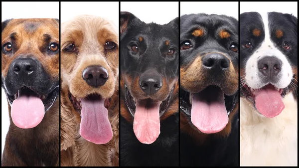 Grupo de hermosas mascotas felices comerciales juntos —  Fotos de Stock