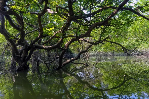 Ratargul swamp forest Stock Photos, Royalty Free Ratargul swamp forest Images | Depositphotos Ratargul swamp forest Stock Photos, Royalty Free Ratargul swamp forest Images | Depositphotos