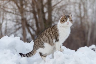 Bir kedi kışın karda