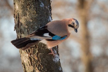 Bayağı alakarga kışın ağacın üzerinde oturan
