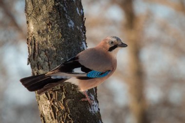 Bayağı alakarga kışın ağacın üzerinde oturan