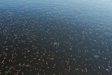 Donmuş bir gölün yüzeyinde sararmış yapraklar