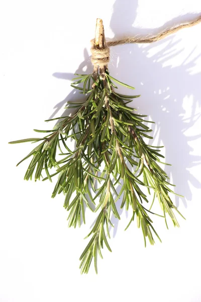 Fresh Rosemary Herbs Summer Garden — Stock Photo, Image