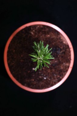 young, growing rosemary seedling potted in a clay pot clipart