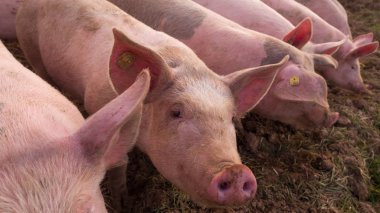 pembe domuz çamura rulo