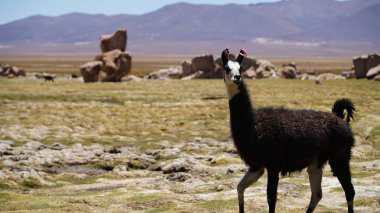 San Pedro de Atacama Vadisi şirin kahverengi Lama