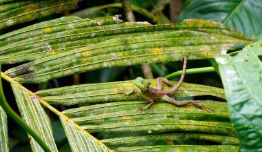 Yaprak üzerinde değiştirilebilir kertenkele