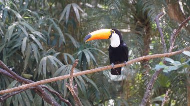 Egzotik Toucan kuş doğal ortamda Foz yapmak Iguaçu, Brezilya