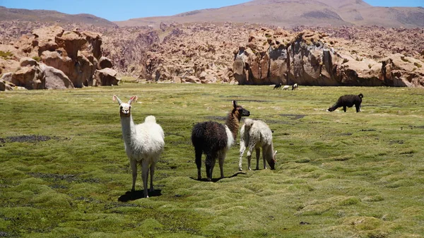 Lamaları Lama grubu