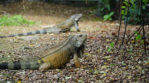 Iguanas yere 
