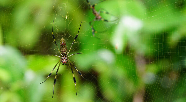 Spider Nephila Maculata, Gaint Long-jawed Orb-weaver. 