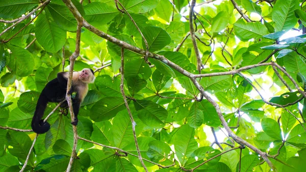 Beyaz yüzlü capuchin maymunu