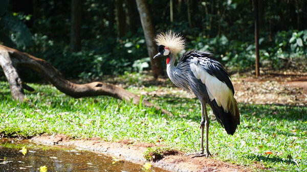 Grey Crowned Crane Birds in Nature