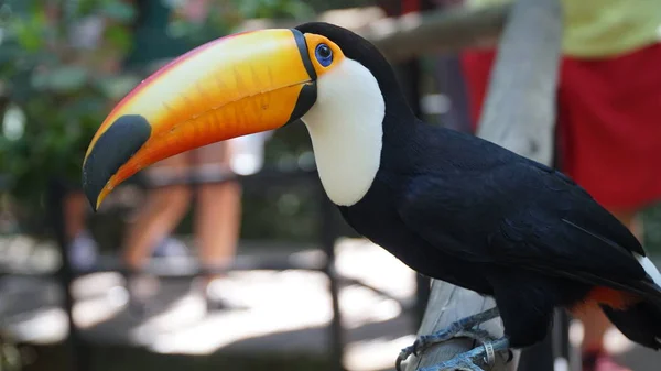 Toucan kuş yakın çekim