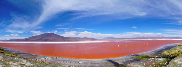 Red Lagoon (Red Lake) With Flamingos In Bolivia