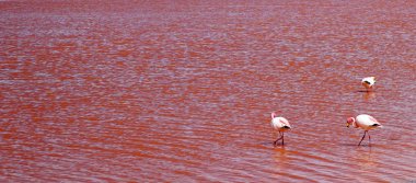 Laguna Colorada, Altiplano, Bolivya, flamingolar ile pembe suların