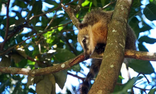 Νότιας Αμερικής Coati Nasua Nasua — Φωτογραφία Αρχείου