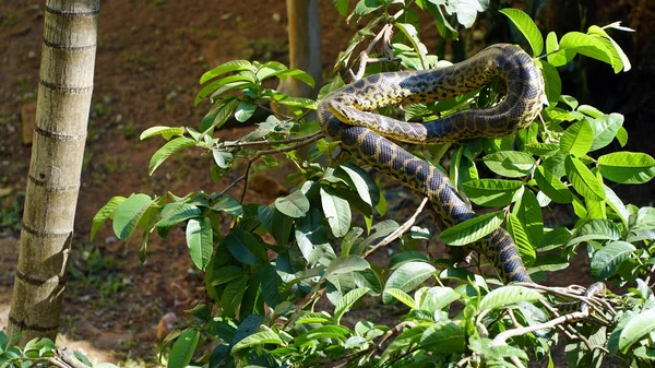 Snake Tree Amazon Rainforest — Stock Photo, Image