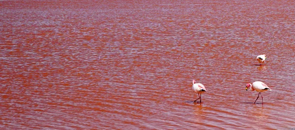 Laguna Colorada, Altiplano, Bolivya, flamingolar ile pembe suların