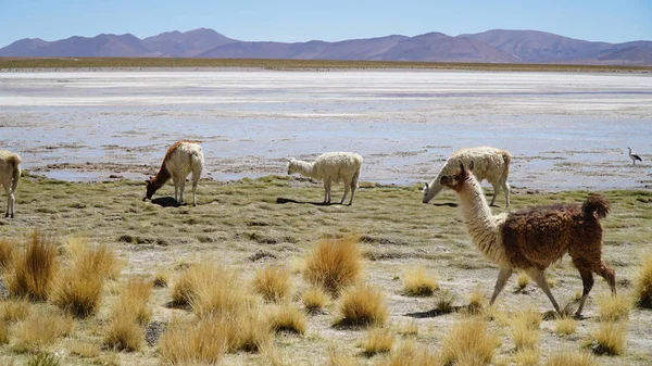 Lama Rebanho Boliva — Fotografia de Stock