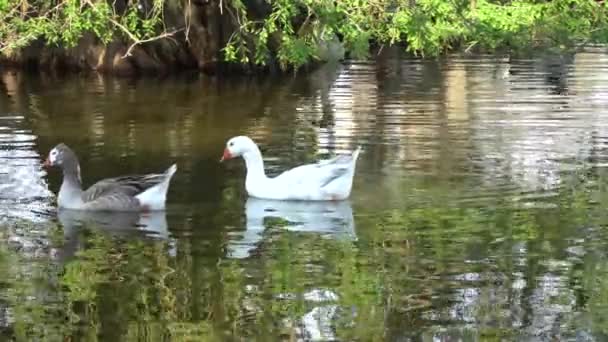Ducks Swimming Lake — Stock Video