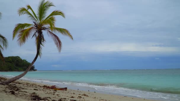 Tropischer Strand Und Palme — Stockvideo
