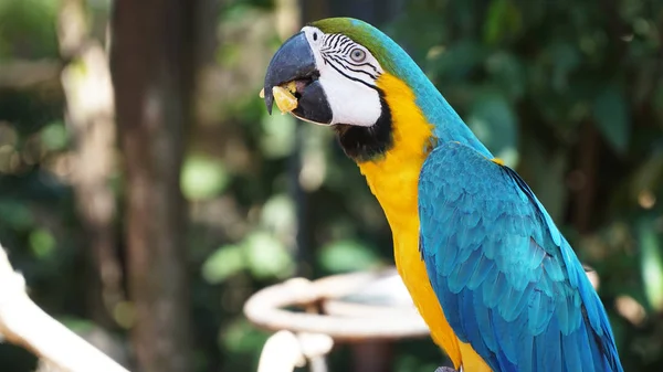 Барвистий Синій Папуга Макарони — стокове фото
