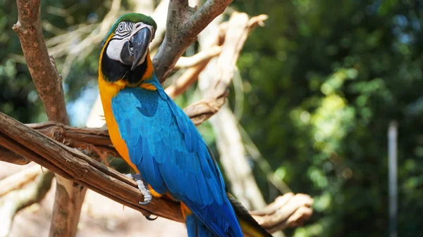 Colorful Blue Parrot Macaw — Stock Image Colorful Blue Parrot Macaw Stock Picture