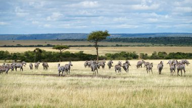Ulusal Park 'ta vahşi Afrika Zebraları. Afrika 'nın vahşi yaşamı.