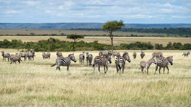 Savannah 'daki Afrikalı Zebralar. Masai Mara, Kenya.