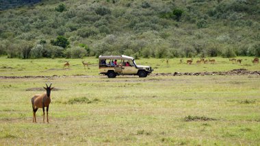 Afrika Safari Hayvanları ve Vahşi Yaşam