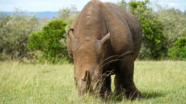 Portrait Rhino Grazing — Stock Photo, Image