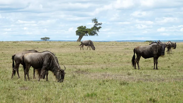 Гну Африканской Саванне — стоковое фото