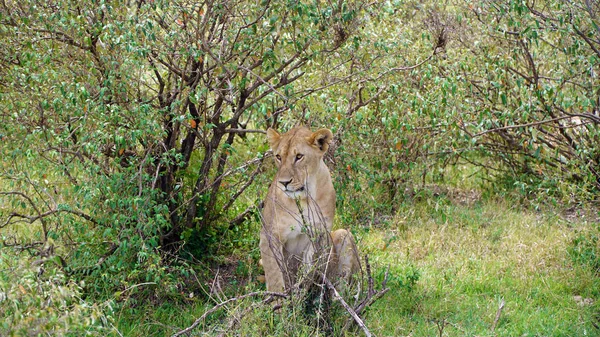 León Hembra Sentado Entre Árboles — Foto de Stock