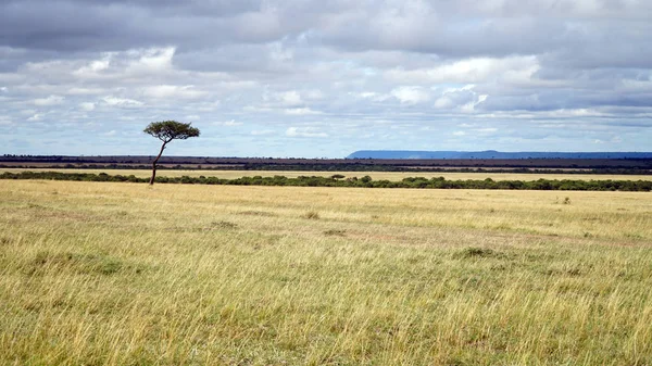 Savannah Típica Con Árboles Acacia Kenia África — Foto de Stock