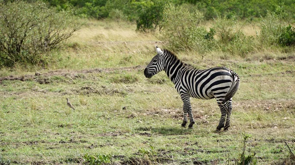 Zebra Pastagens África Parque Nacional Quênia — Fotografia de Stock