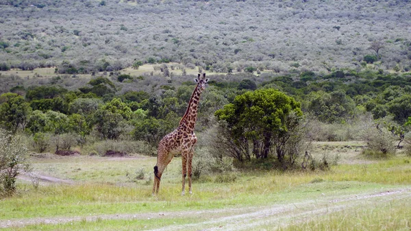 Girafe Dans Parc National Kenya — Photo