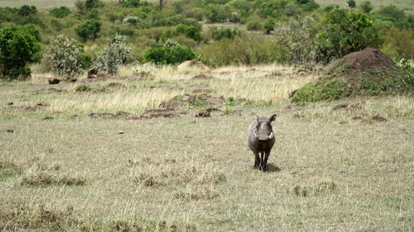 Yaban Domuzu Ailesi 'nden (Phacochoerus Africanus)